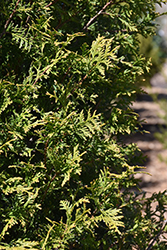 Steeplechase Arborvitae (Thuja 'Steeplechase') at Ward's Nursery & Garden Center