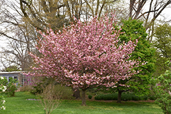 Kwanzan Flowering Cherry (Prunus serrulata 'Kwanzan') at Ward's Nursery & Garden Center