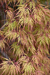 Orangeola Cutleaf Japanese Maple (Acer palmatum 'Orangeola') at Ward's Nursery & Garden Center