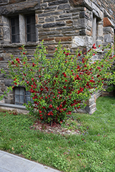 Double Take Scarlet Flowering Quince (Chaenomeles speciosa 'Scarlet Storm') at Ward's Nursery & Garden Center
