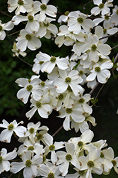 Appalachian Spring Flowering Dogwood (Cornus florida 'Appalachian Spring') at Ward's Nursery & Garden Center