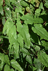 Domino Barrenwort (Epimedium 'Domino') at Ward's Nursery & Garden Center