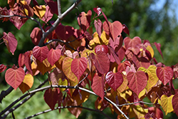 Flame Thrower Redbud (Cercis canadensis 'NC2016-2') at Ward's Nursery & Garden Center