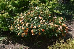 Oso Easy Paprika Rose (Rosa 'ChewMayTime') at Ward's Nursery & Garden Center