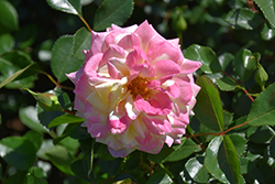 Music Box Rose (Rosa 'BAIbox') at Ward's Nursery & Garden Center