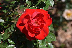 Como Park Rose (Rosa 'Como Park') at Ward's Nursery & Garden Center
