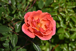Coral Knock Out Rose (Rosa 'Radral') at Ward's Nursery & Garden Center