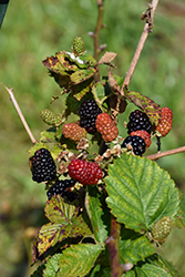 Arapaho Blackberry (Rubus 'Arapaho') at Ward's Nursery & Garden Center