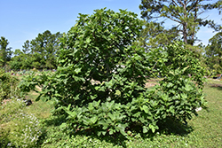 Brown Turkey Fig (Ficus carica 'Brown Turkey') at Ward's Nursery & Garden Center