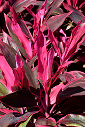 Red Sister Hawaiian Ti Plant (Cordyline fruticosa 'Red Sister') at Ward's Nursery & Garden Center