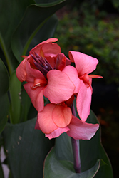 Toucan Coral Canna (Canna 'Toucan Coral') at Ward's Nursery & Garden Center