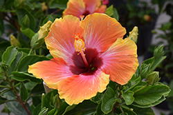 Fiesta Hibiscus (Hibiscus rosa-sinensis 'Fiesta') at Ward's Nursery & Garden Center