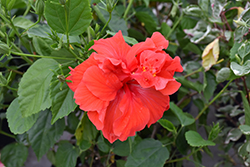 Double Red Hibiscus (Hibiscus rosa-sinensis 'Double Red') at Ward's Nursery & Garden Center