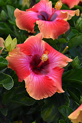 Fiesta Hibiscus (Hibiscus rosa-sinensis 'Fiesta') at Ward's Nursery & Garden Center