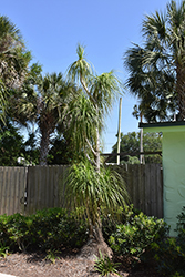 Pony Tail Palm (Beaucarnea recurvata) at Ward's Nursery & Garden Center