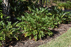 Xanadu Philodendron (Philodendron 'Winterbourn') at Ward's Nursery & Garden Center