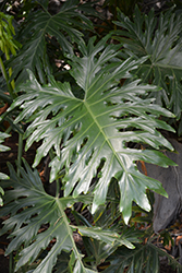 Tree Philodendron (Philodendron selloum) at Ward's Nursery & Garden Center