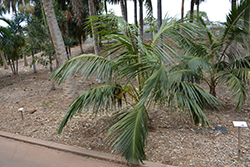 Kentia Palm (Howea forsteriana) at Ward's Nursery & Garden Center