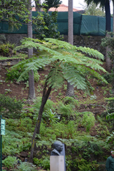 Australian Tree Fern (Cyathea cooperi) at Ward's Nursery & Garden Center