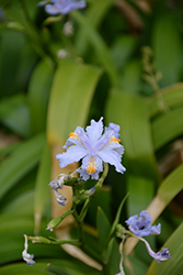 Variegated Fringed Iris (Iris japonica 'Variegata') at Ward's Nursery & Garden Center