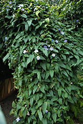 Blue Trumpet Vine (Thunbergia grandiflora) at Ward's Nursery & Garden Center