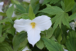Great White Trillium (Trillium grandiflorum) at Ward's Nursery & Garden Center