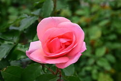 Peachy Knock Out Rose (Rosa 'Radgor') at Ward's Nursery & Garden Center