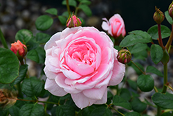 Queen Of Sweden Rose (Rosa 'Queen Of Sweden') at Ward's Nursery & Garden Center