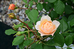 Roald Dahl Rose (Rosa 'Ausowlish') at Ward's Nursery & Garden Center