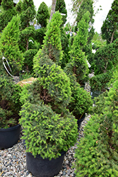 Dwarf Alberta Spruce (Picea glauca 'Conica (spiral)') at Ward's Nursery & Garden Center