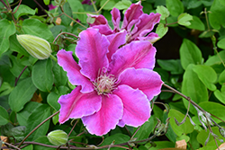 Dr. Ruppel Clematis (Clematis 'Dr. Ruppel') at Ward's Nursery & Garden Center