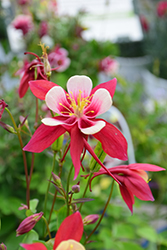 Origami Red and White Columbine (Aquilegia 'Origami Red and White') at Ward's Nursery & Garden Center