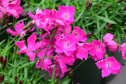 Beauties Kahori Pinks (Dianthus 'Kahori') at Ward's Nursery & Garden Center