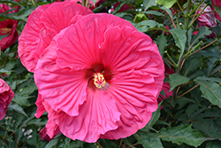 Summer In Paradise Hibiscus (Hibiscus 'Summer In Paradise') at Ward's Nursery & Garden Center