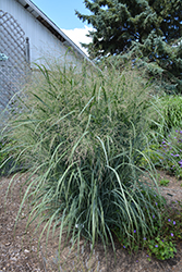 Northwind Switch Grass (Panicum virgatum 'Northwind') at Ward's Nursery & Garden Center