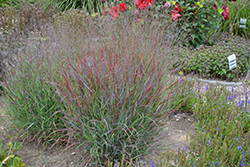 Cheyenne Sky Switch Grass (Panicum virgatum 'Cheyenne Sky') at Ward's Nursery & Garden Center