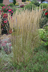 El Dorado Feather Reed Grass (Calamagrostis x acutiflora 'El Dorado') at Ward's Nursery & Garden Center
