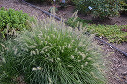Little Bunny Dwarf Fountain Grass (Pennisetum alopecuroides 'Little Bunny') at Ward's Nursery & Garden Center