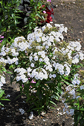 Fashionably Early Crystal Garden Phlox (Phlox 'Fashionably Early Crystal') at Ward's Nursery & Garden Center