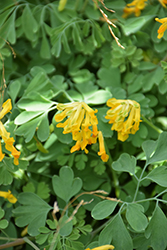 Golden Corydalis (Corydalis lutea) at Ward's Nursery & Garden Center