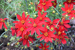 Sizzle And Spice Hot Paprika Tickseed (Coreopsis verticillata 'Hot Paprika') at Ward's Nursery & Garden Center