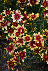 Red Enchanted Eve Tickseed (Coreopsis 'Red Enchanted Eve') at Ward's Nursery & Garden Center