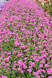 Truffula Pink Gomphrena (Gomphrena 'PAST0517E') at Ward's Nursery & Garden Center