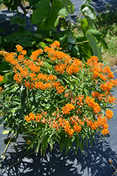 Butterfly Weed (Asclepias tuberosa) at Ward's Nursery & Garden Center