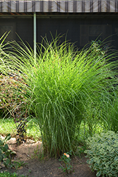 Gracillimus Maiden Grass (Miscanthus sinensis 'Gracillimus') at Ward's Nursery & Garden Center