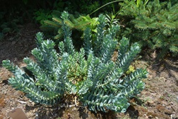 Donkey-Tail Spurge (Euphorbia myrsinites) at Ward's Nursery & Garden Center
