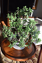 Jade Plant (Crassula ovata) at Ward's Nursery & Garden Center