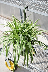 Variegated Spider Plant (Chlorophytum comosum 'Variegatum') at Ward's Nursery & Garden Center