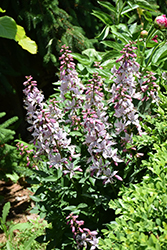 White Gas Plant (Dictamnus albus) at Ward's Nursery & Garden Center