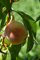 Bonanza Peach (Prunus persica 'Bonanza') at Ward's Nursery & Garden Center